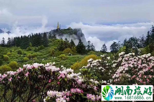 成都周边赏花2022一日游好去处