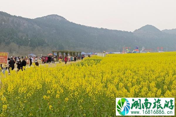 绵阳鸭鹤岩油菜花开了吗?最佳观赏期介绍