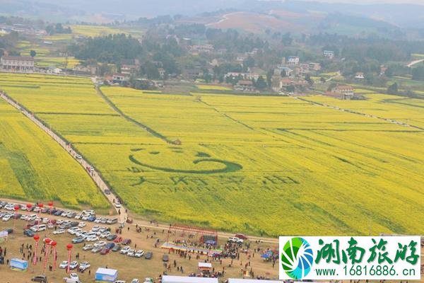 绵阳鸭鹤岩油菜花开了吗?最佳观赏期介绍