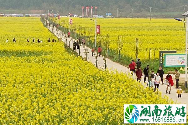 绵阳鸭鹤岩油菜花开了吗?最佳观赏期介绍