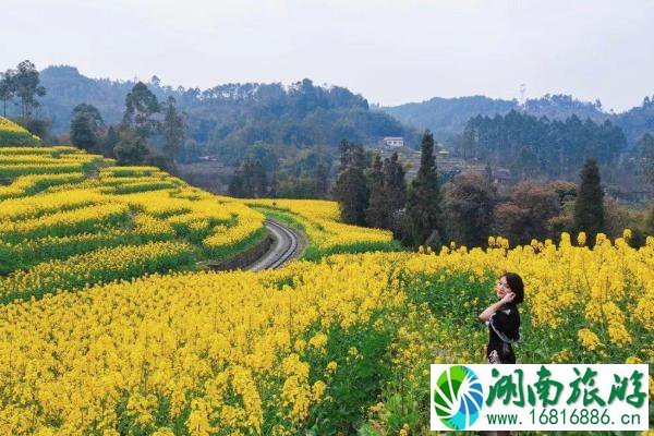 2022乐山油菜花开了吗 乐山油菜花海推荐