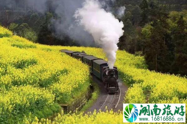 乐山油菜花小火车赏花路线 2022乐山油菜花小火车多少钱