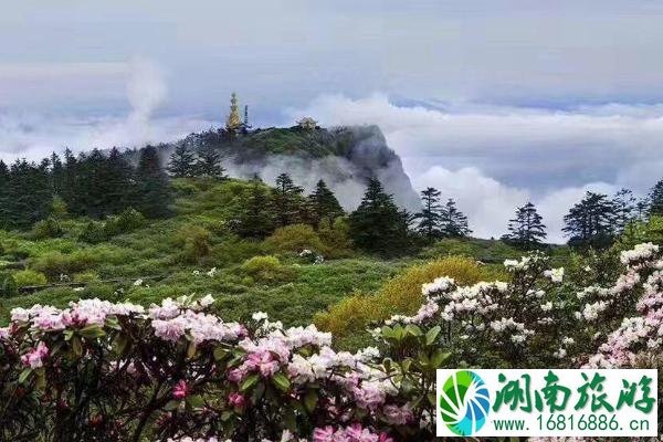 峨眉山杜鹃花什么时候开 2021峨眉山杜鹃花节时间-活动