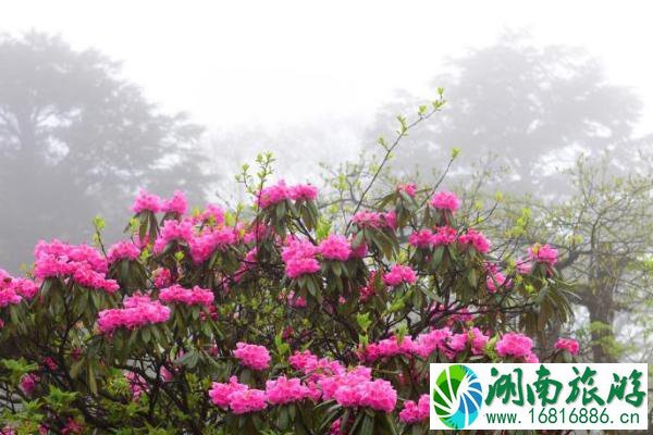 峨眉山杜鹃花什么时候开 2021峨眉山杜鹃花节时间-活动