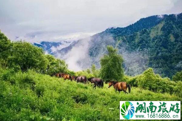 绵阳露营的地方有哪些