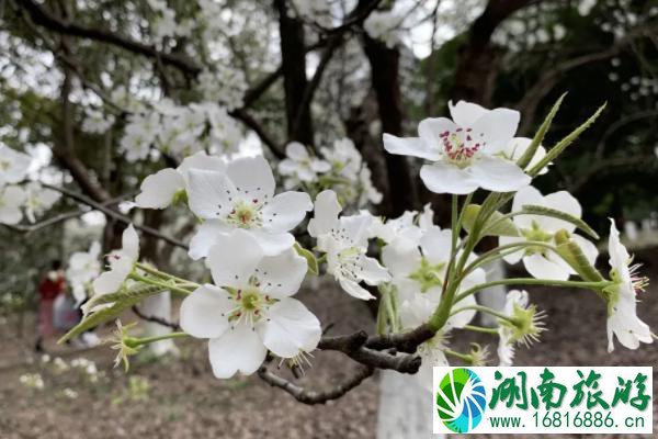 成都赏梨花的地方有哪些 成都赏梨花的地方推荐2021