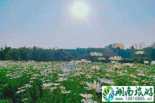 成都雏菊花海在哪里和景点推荐