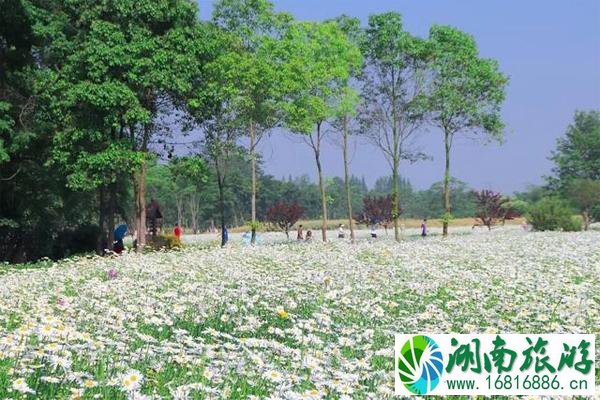 成都雏菊花海在哪里和景点推荐