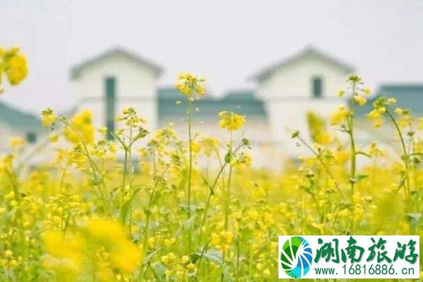 2022成都油菜花观赏胜地推荐