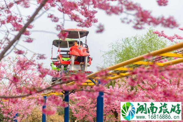 2022成都漫花庄园樱花几月开 樱花花期