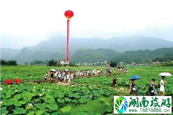 宜宾哪里看荷花 宜宾哪里荷花最美