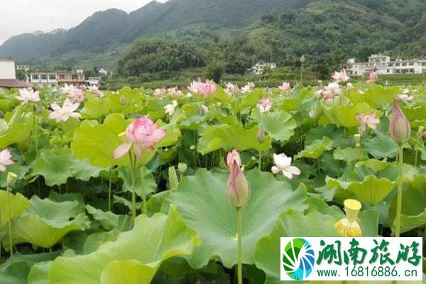 宜宾哪里看荷花 宜宾哪里荷花最美