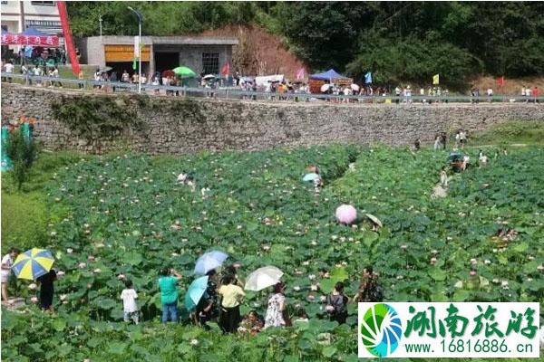 宜宾哪里看荷花 宜宾哪里荷花最美