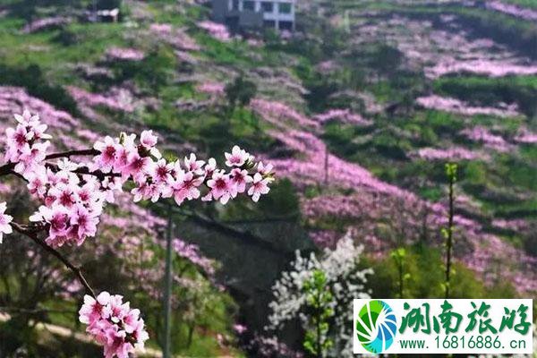 成都龙泉桃花什么时候开 什么时候落