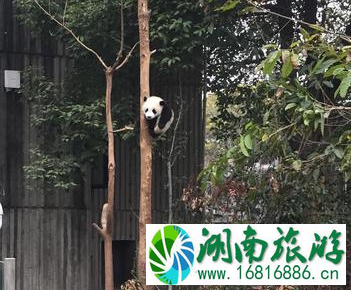 成都熊猫基地有什么好玩的 成都熊猫基地游记