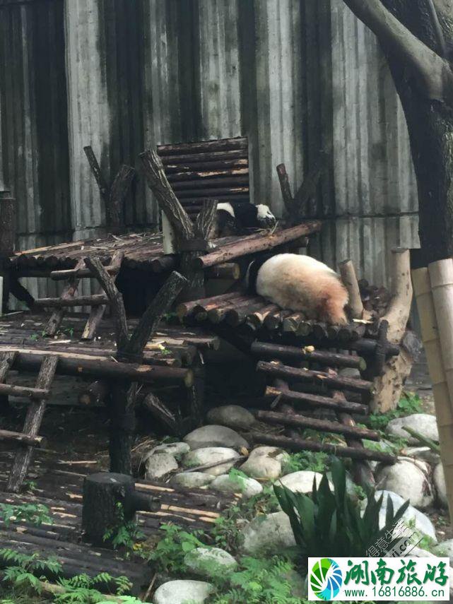 成都旅游住哪里方便 成都旅游住宿推荐