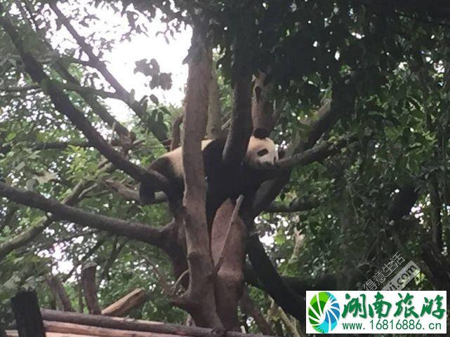 成都旅游住哪里方便 成都旅游住宿推荐