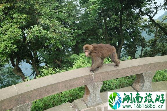 峨眉山有哪些景点 峨眉山有哪些寺庙