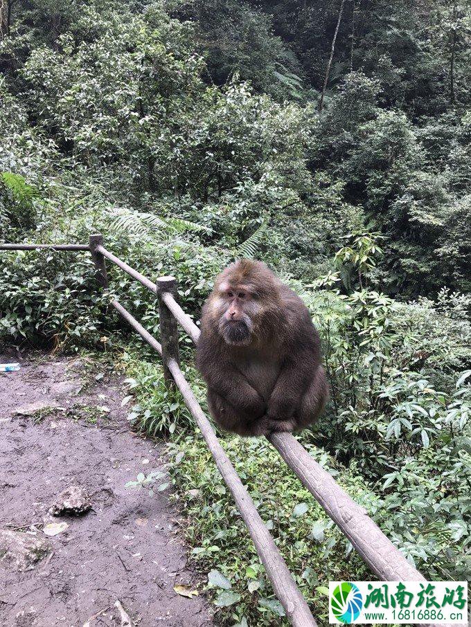 峨眉山有什么景点 峨眉山有什么好吃的