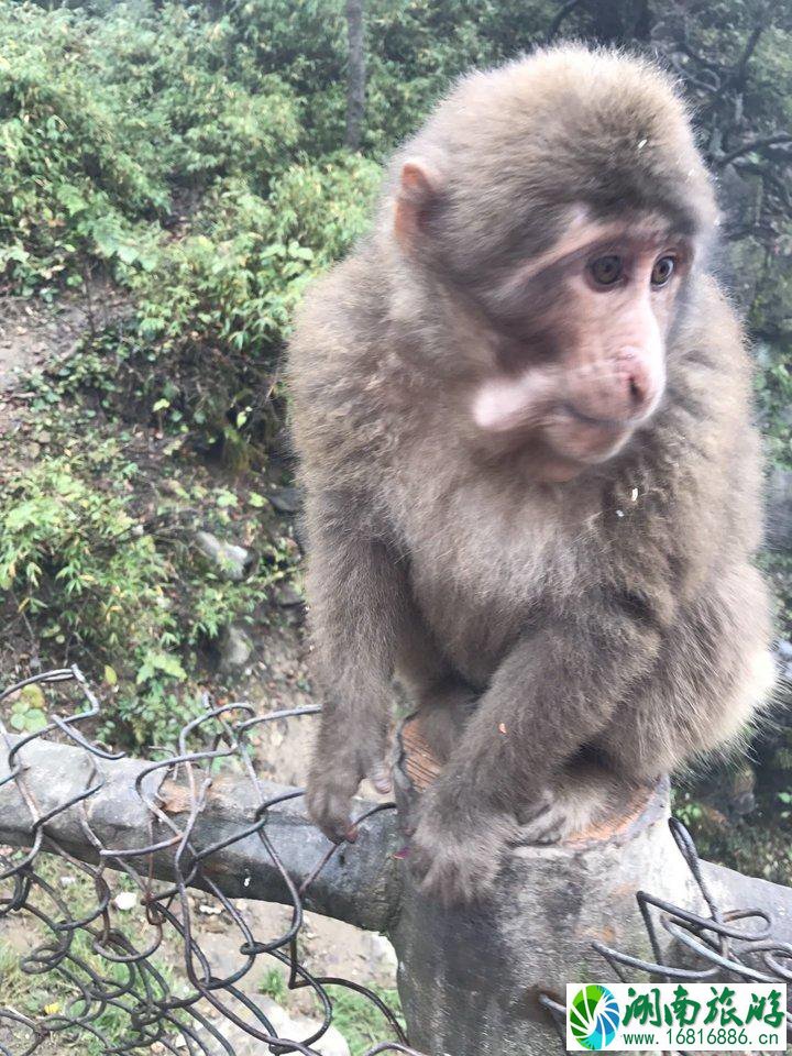 峨眉山有什么景点 峨眉山有什么好吃的