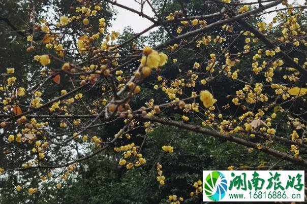 成都看梅花哪里比较好 观赏梅花最佳季节