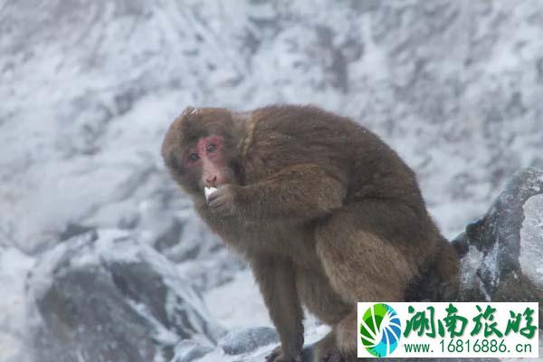 峨眉山旅游攻略 峨眉山有哪些值得去的景点