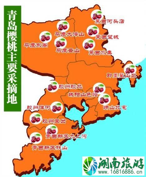 青岛樱桃采摘时间2022+价格+地址+交通