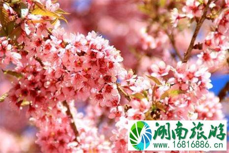 2022淄博开元溶洞第七届樱花节4月20日开启