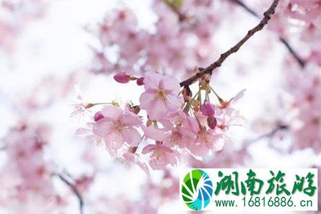 2022淄博开元溶洞第七届樱花节4月20日开启