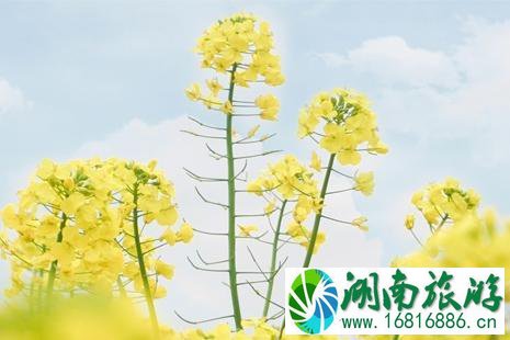 2022临沂赏花活动攻略