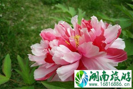 2022菏泽赏花专线信息