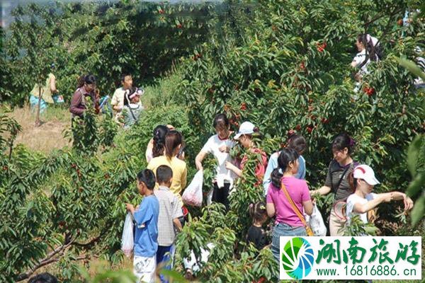 威海樱桃采摘园推荐+储存+选购 威海樱桃品种