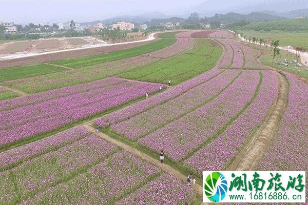 惠州秋天去哪里旅游+景点攻略