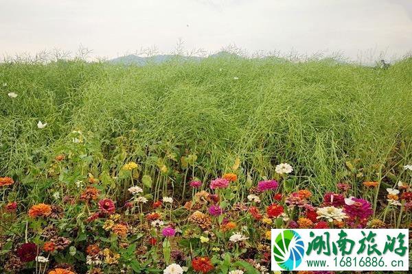 深圳光明小镇欢乐田园要门票吗 坐地铁怎么去