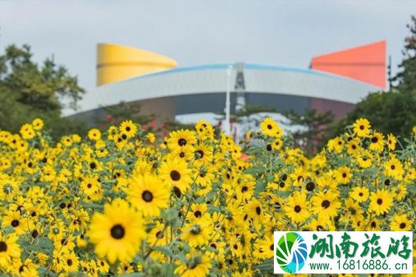 2020年深圳市民中心向日葵地址和最佳观赏花时间