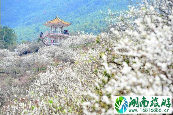 在广州哪里可以看梅花 门票和地址和交通