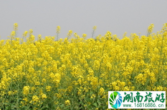 2020东莞桥头油菜花节 时间+地点