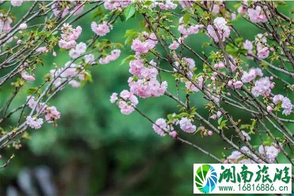 东莞观音山樱花节什么时候 附2020年樱花节举办时间