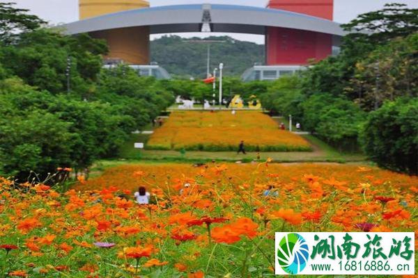 五月深圳赏花景点介绍