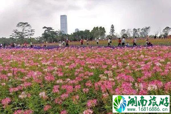 五月深圳赏花景点介绍