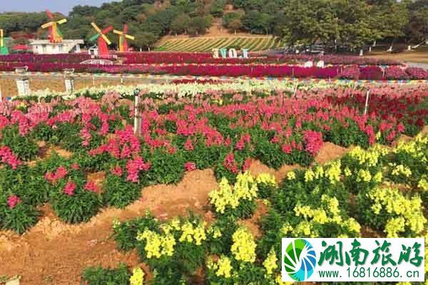 东莞梦幻百花洲地址 赏花时间