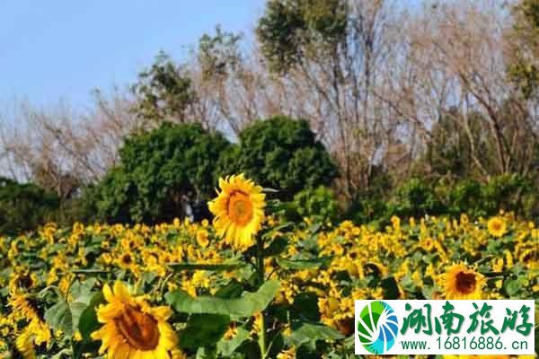 东莞梦幻百花洲地址 赏花时间