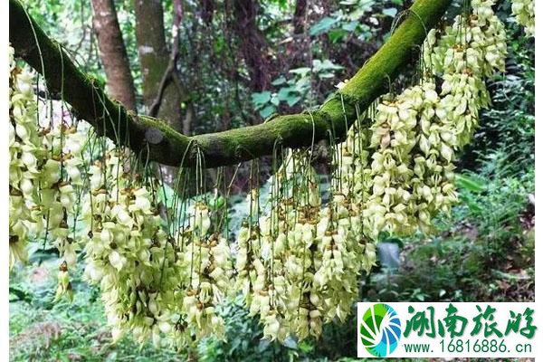 广东踏青赏花好去处推荐