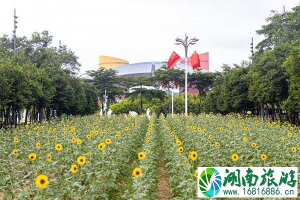 深圳市民中心花海在哪 怎么去