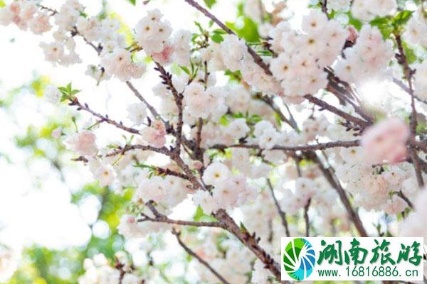 2021年深圳观澜湖樱花节花期持续到哪天