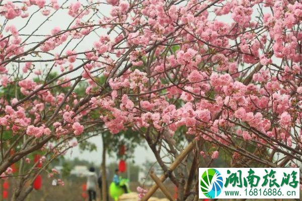 2021广州丰华园樱花节开幕时间-樱花最佳观赏期