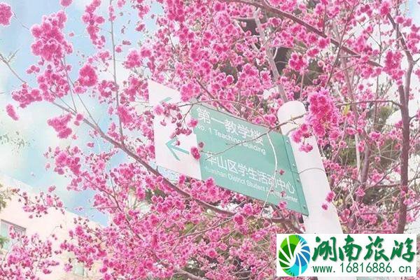 2021广州哪里可以赏樱花 广州樱花节在哪里