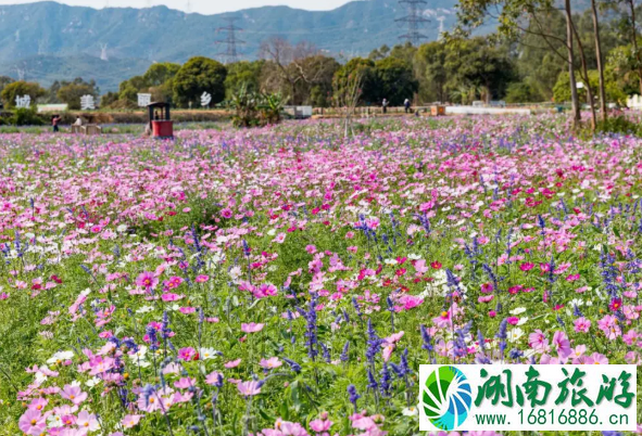 深圳踏青休闲的地方 深圳赏花景区推荐