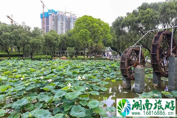 深圳洪湖公园赏荷最佳景点