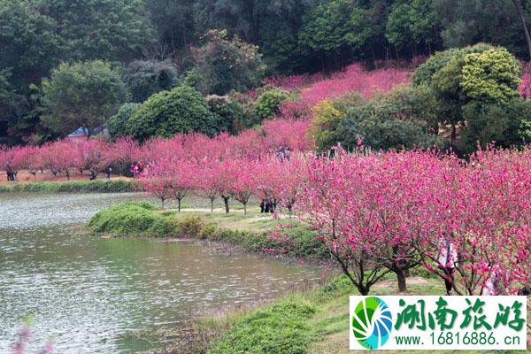 佛山南国桃园游玩景点